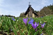 02 Crocus  violetti e scilla silvestre azzurra in fiore ai prati della Pigolotta